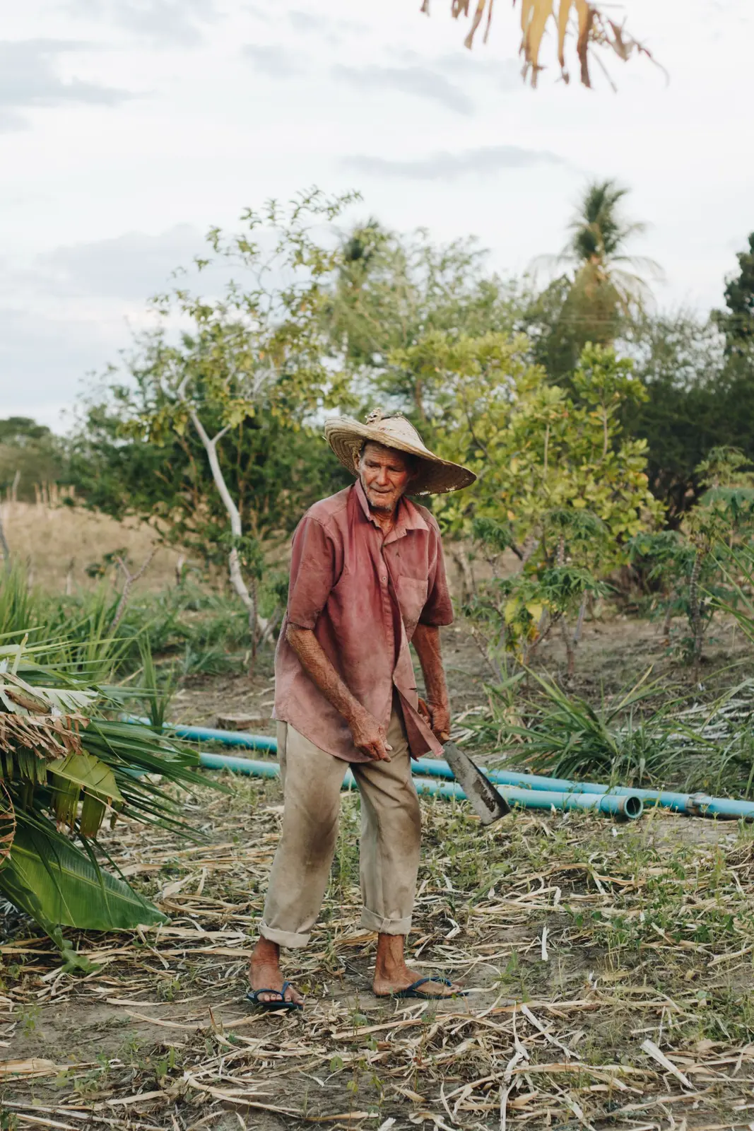Trabalhador rural brasileiro em área de cultivo